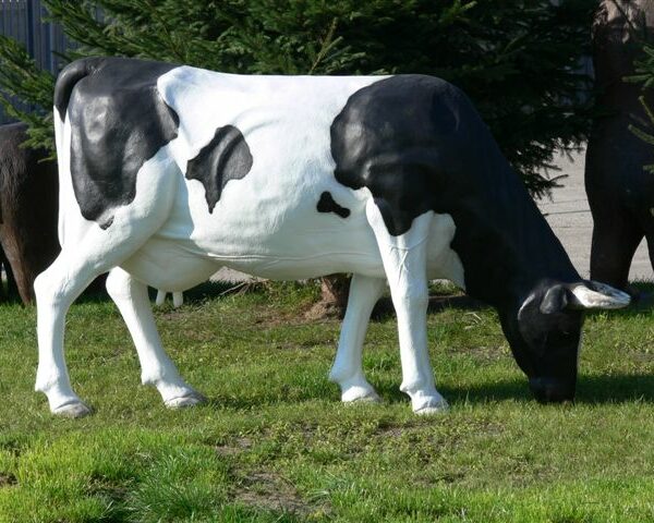 VACHE NOIRE ET BLANCHE TETE BASSE