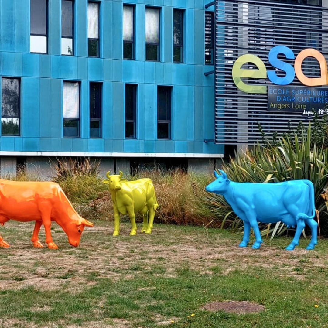 ESA ANGERS 45 STATUES VACHES EN RESINE ESA ANGERS 45