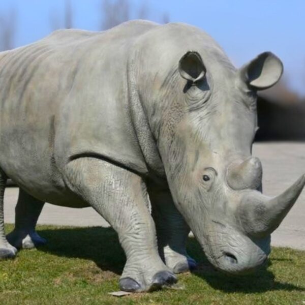 STATUE RHINOCEROS EN RESINE REALISTE GRANDEUR NATURE